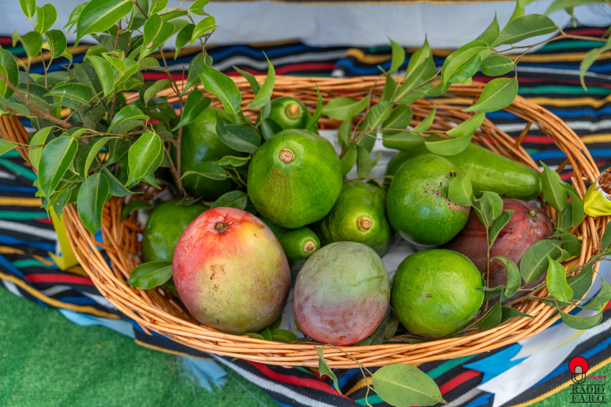 Feria del Mango y Aguacate de Mogán, edición anterior (1)