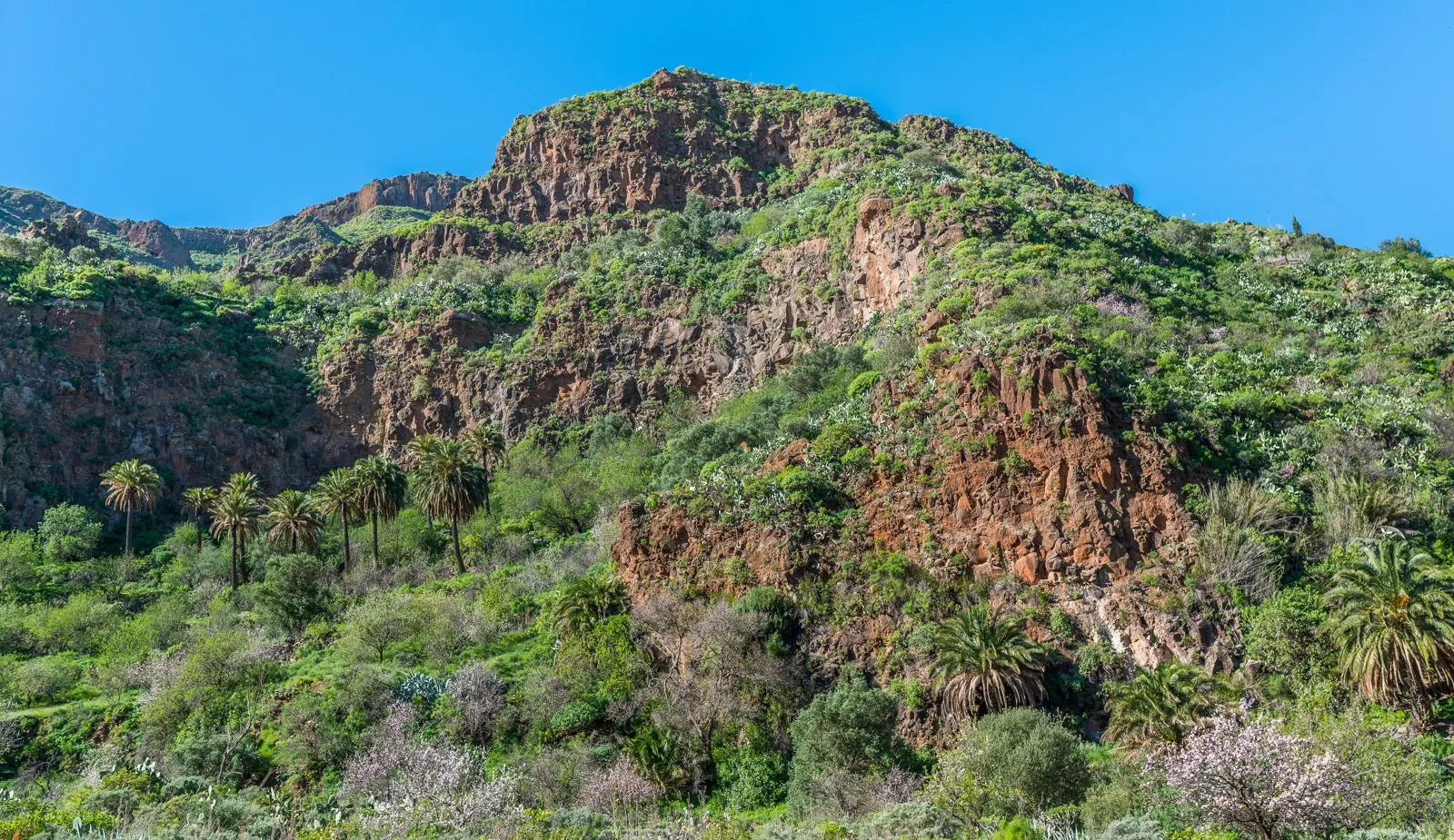 Grüne Hänge des Barranco de Guayadeque mit Palmen