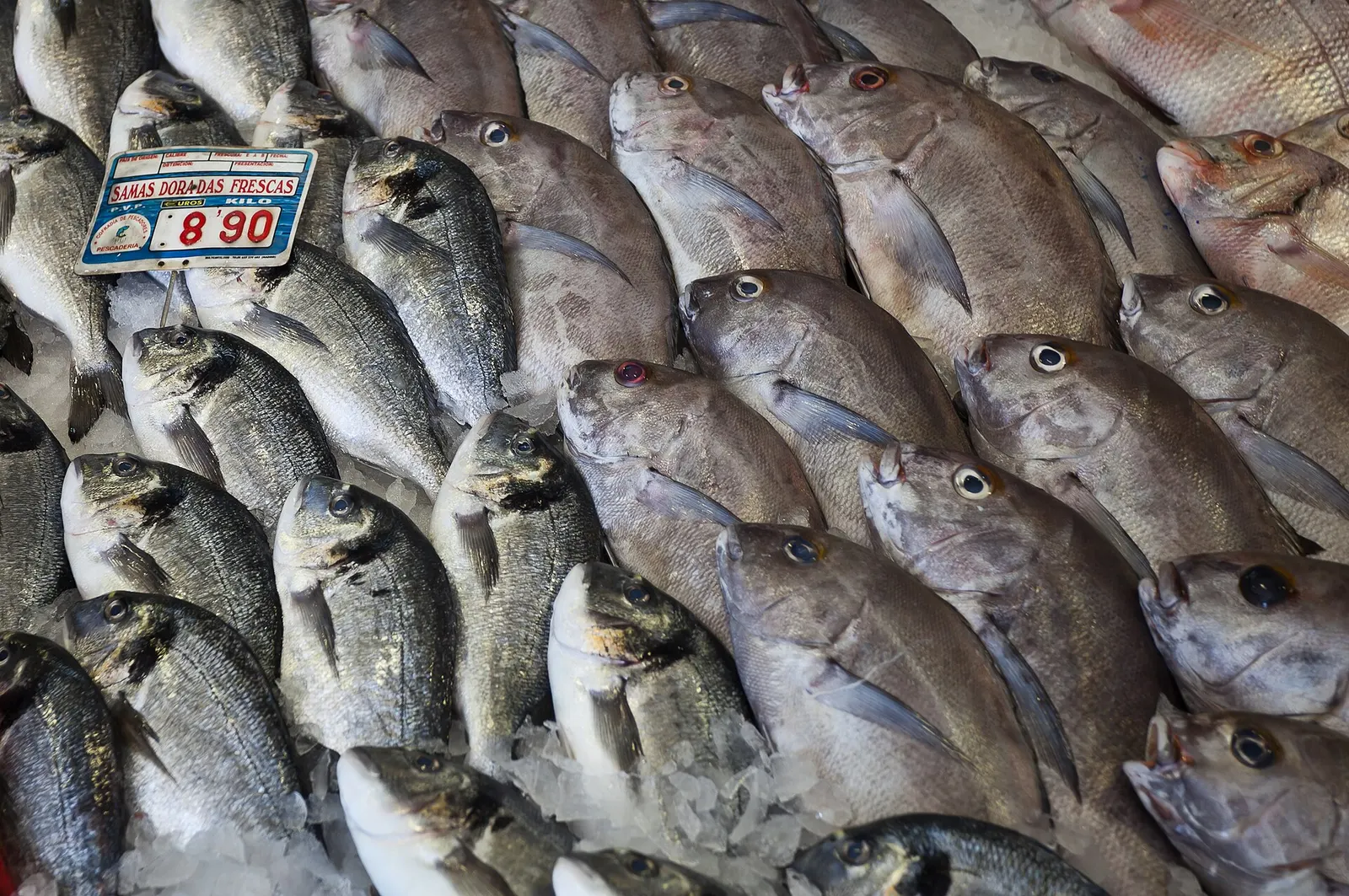Frischer Fisch in Puerto de Mogán