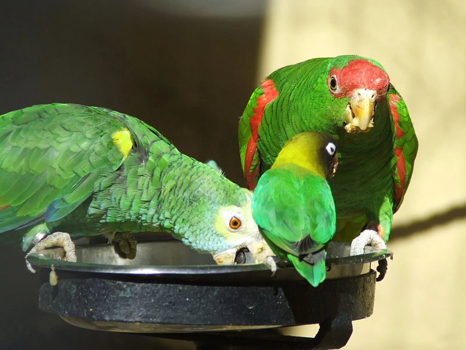Papageien im Palmitos Park, Gran Canaria