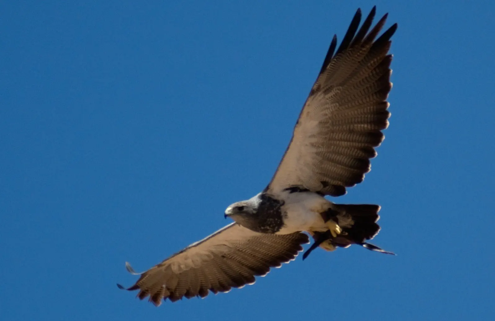 Greifvogel im Freiflug während der Vorführung im Palmitos Park
