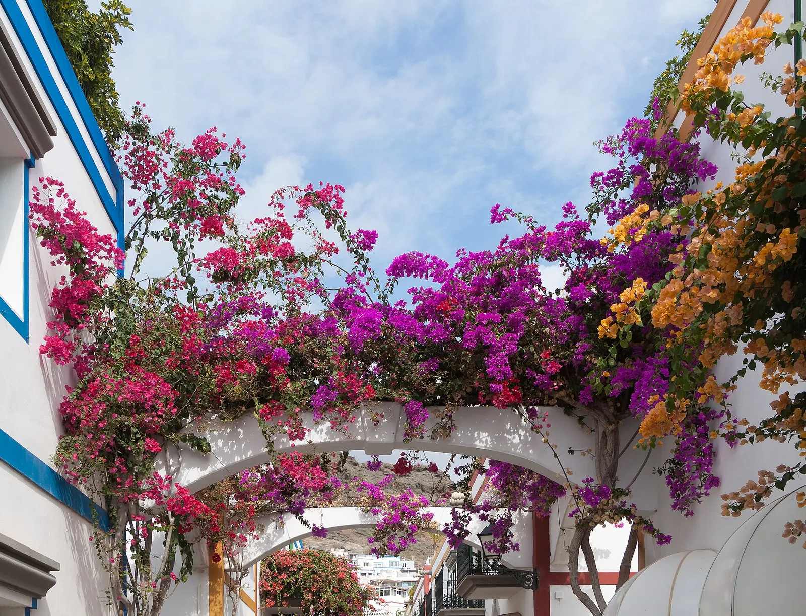 Bougainvillea covering whitewashed walls in Puerto de Mogán